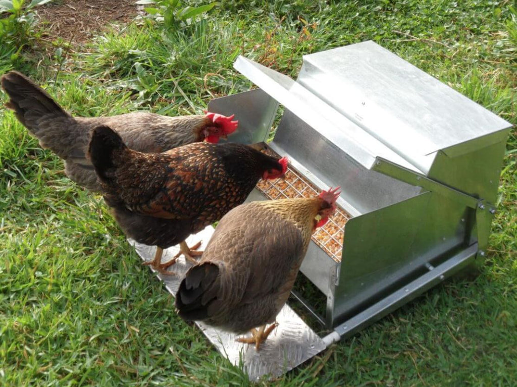 How to Stop Chickens from Wasting Feed: The Ultimate Guide